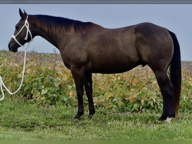 American Quarter Horse Castrone 12 Anni 157 cm Baio in Joy