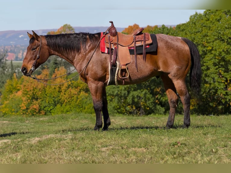 American Quarter Horse Castrone 12 Anni 157 cm Baio roano in Needmore, PA