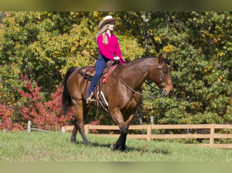 American Quarter Horse Castrone 12 Anni 157 cm Baio roano in Needmore, PA