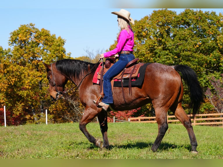 American Quarter Horse Castrone 12 Anni 157 cm Baio roano in Needmore