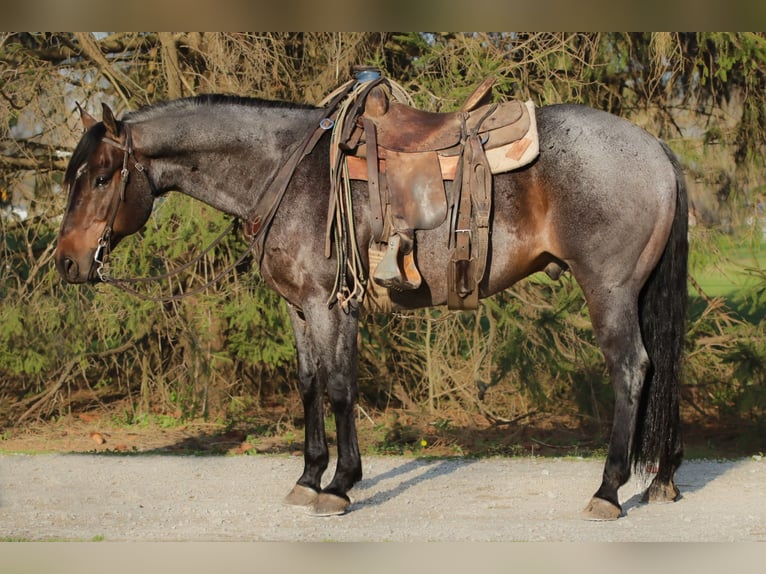 American Quarter Horse Castrone 12 Anni 157 cm Baio roano in Peru, IN