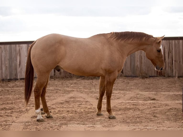 American Quarter Horse Mix Castrone 12 Anni 157 cm Falbo in Amarillo, TX