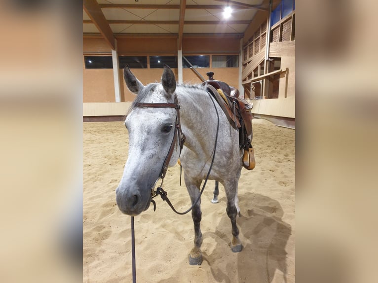 American Quarter Horse Mix Castrone 12 Anni 157 cm Grigio in Rankweil