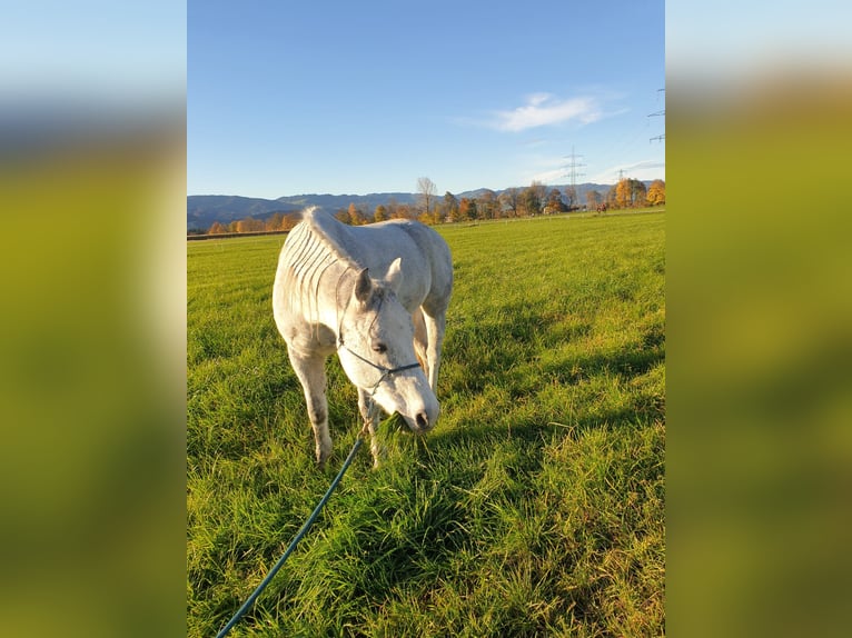American Quarter Horse Mix Castrone 12 Anni 157 cm Grigio in Rankweil