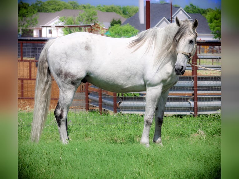 American Quarter Horse Castrone 12 Anni 157 cm Grigio pezzato in Bluff Dale, TX