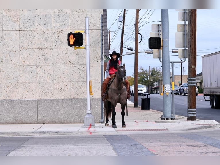 American Quarter Horse Castrone 12 Anni 157 cm Grullo in WEATHERFORD tx