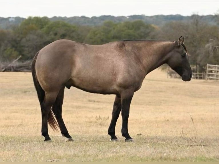 American Quarter Horse Castrone 12 Anni 157 cm Grullo in WEATHERFORD tx