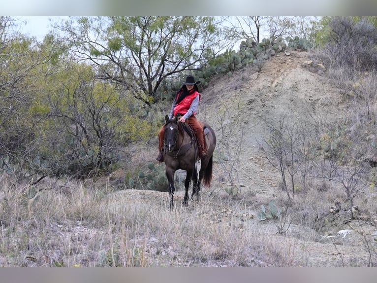 American Quarter Horse Castrone 12 Anni 157 cm Grullo in WEATHERFORD tx