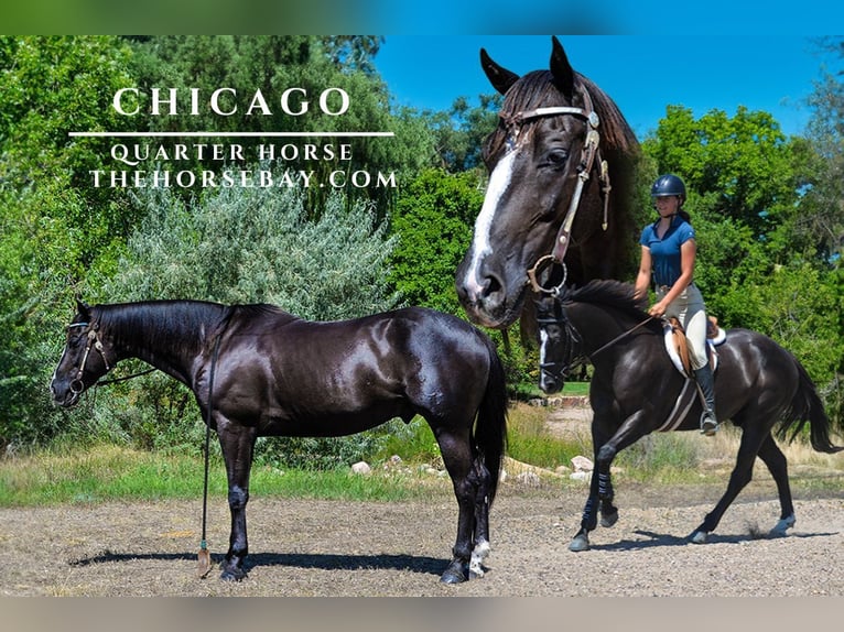 American Quarter Horse Castrone 12 Anni 157 cm Morello in Fort Collins, CO