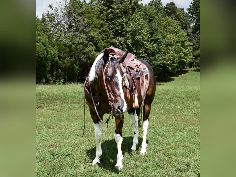 American Quarter Horse Castrone 12 Anni 157 cm Morello in Greebville KY