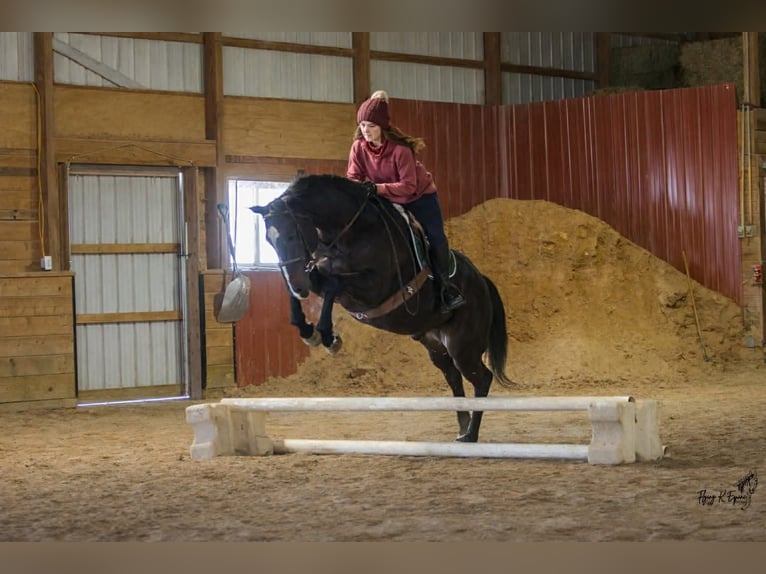 American Quarter Horse Castrone 12 Anni 157 cm Morello in Cherryville