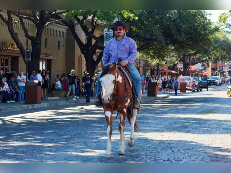 American Quarter Horse Castrone 12 Anni 157 cm Overo-tutti i colori in Stephenville TX