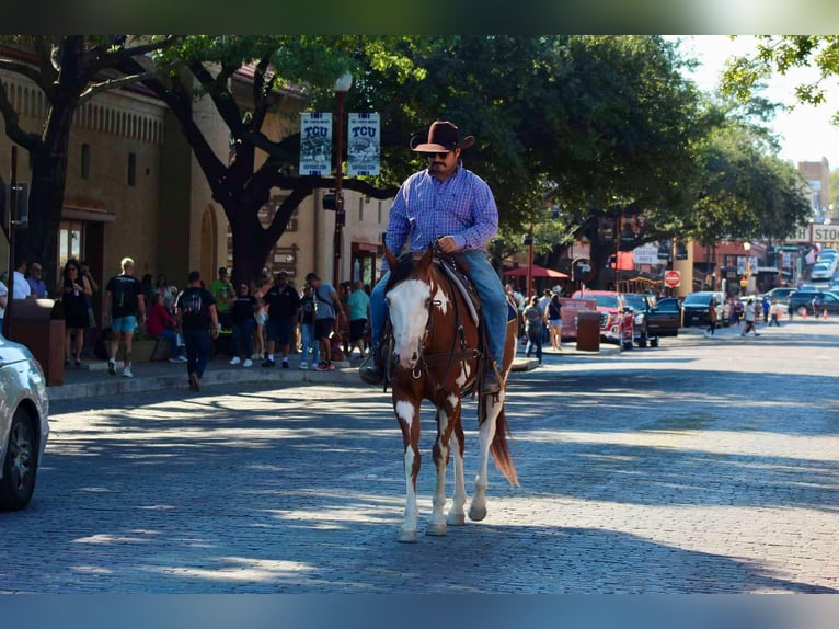 American Quarter Horse Castrone 12 Anni 157 cm Overo-tutti i colori in Stephenville TX