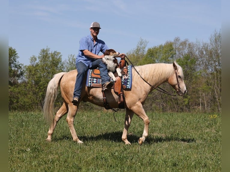 American Quarter Horse Castrone 12 Anni 157 cm Palomino in Somerset