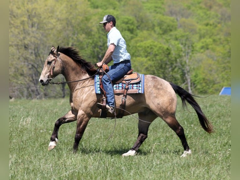 American Quarter Horse Castrone 12 Anni 157 cm Pelle di daino in Brodhead KY