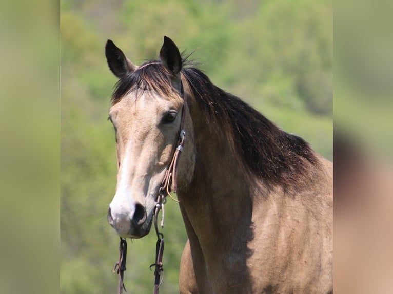 American Quarter Horse Castrone 12 Anni 157 cm Pelle di daino in Brodhead KY