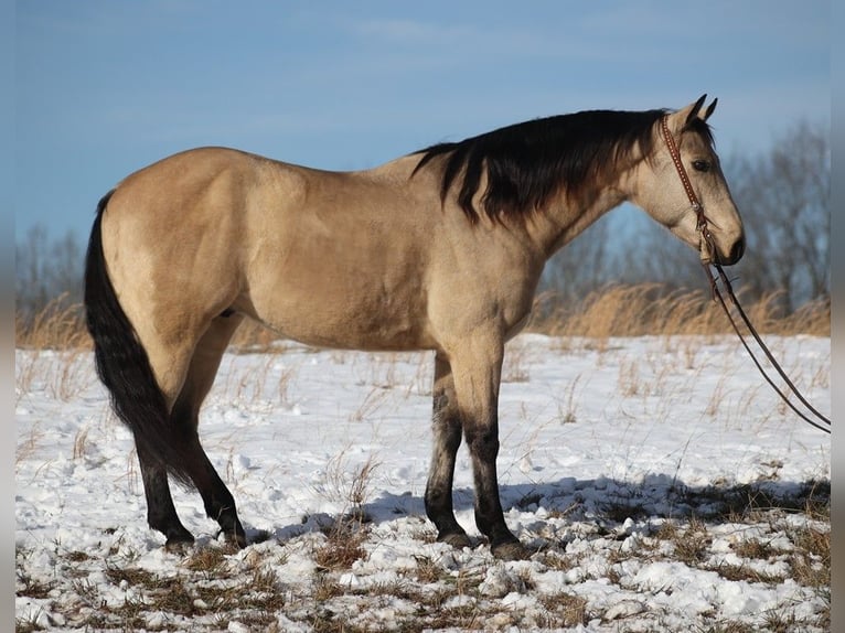 American Quarter Horse Castrone 12 Anni 157 cm Pelle di daino in Brodhead KY