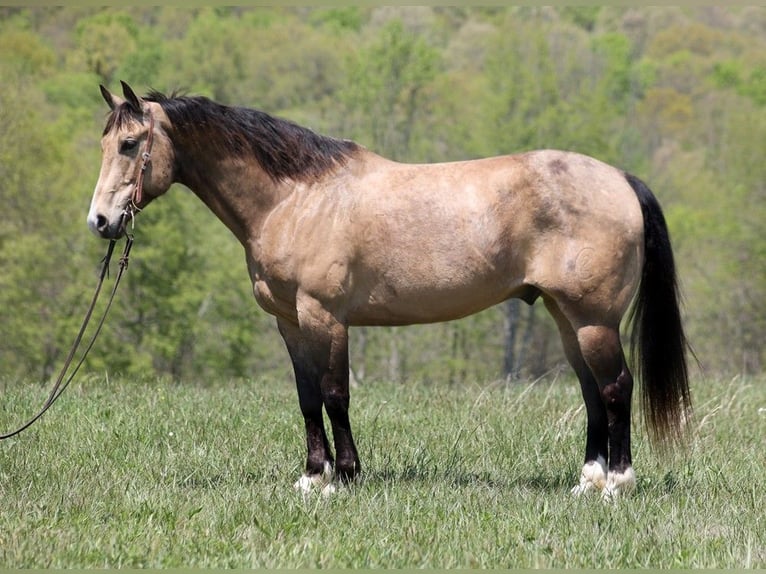 American Quarter Horse Castrone 12 Anni 157 cm Pelle di daino in Brodhead KY