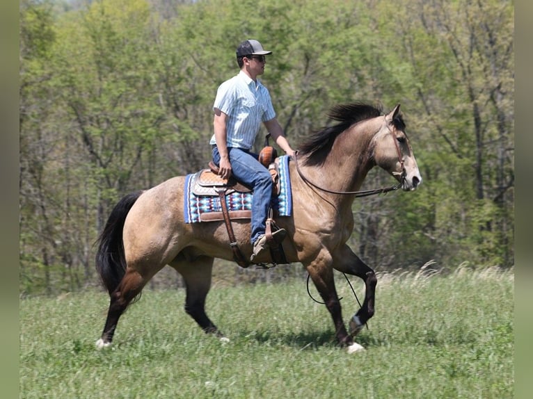 American Quarter Horse Castrone 12 Anni 157 cm Pelle di daino in Brodhead KY