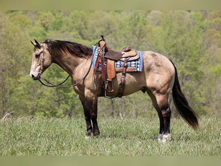 American Quarter Horse Castrone 12 Anni 157 cm Pelle di daino in Brodhead KY