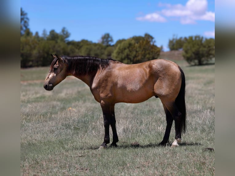 American Quarter Horse Castrone 12 Anni 157 cm Pelle di daino in Cottonwood AZ