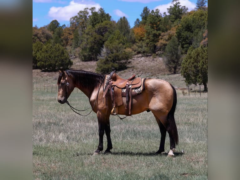 American Quarter Horse Castrone 12 Anni 157 cm Pelle di daino in Cottonwood AZ