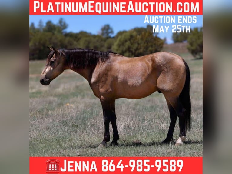 American Quarter Horse Castrone 12 Anni 157 cm Pelle di daino in Cottonwood AZ