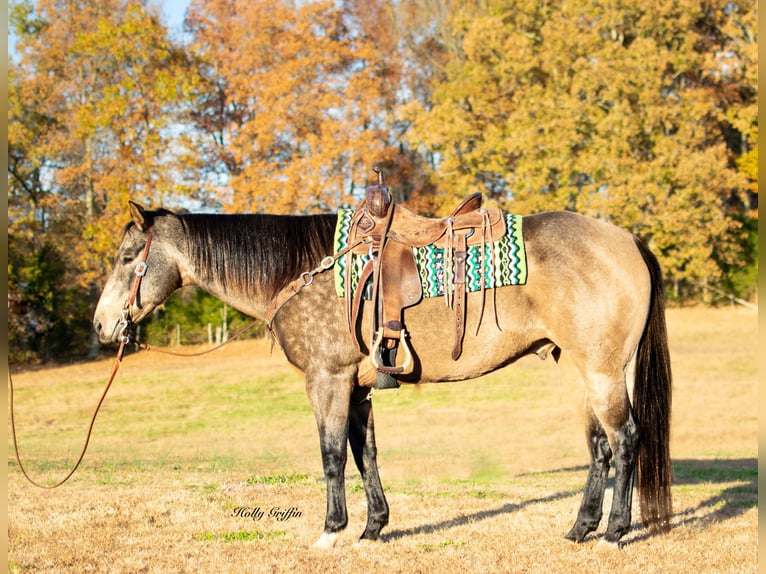 American Quarter Horse Castrone 12 Anni 157 cm Pelle di daino in Greenville, KY