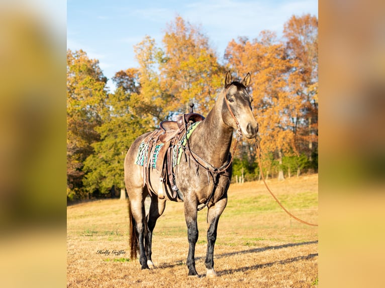 American Quarter Horse Castrone 12 Anni 157 cm Pelle di daino in Greenville, KY