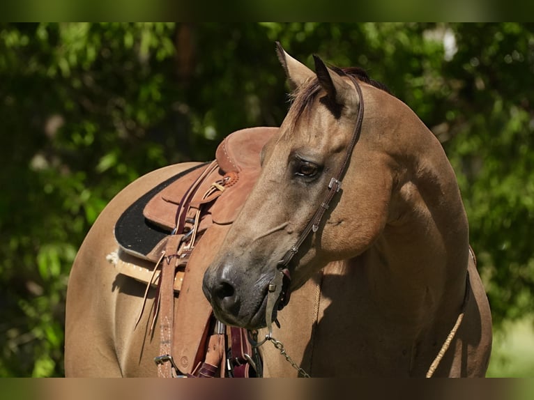 American Quarter Horse Castrone 12 Anni 157 cm Pelle di daino in Weatherford