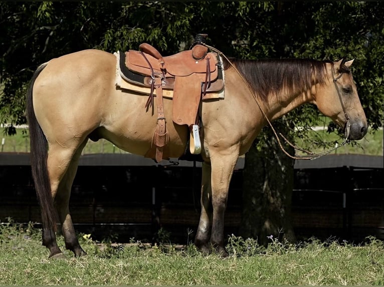 American Quarter Horse Castrone 12 Anni 157 cm Pelle di daino in Weatherford