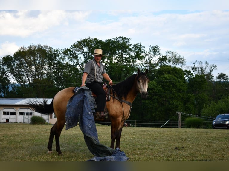 American Quarter Horse Castrone 12 Anni 157 cm Pelle di daino in Rebersburg, PA