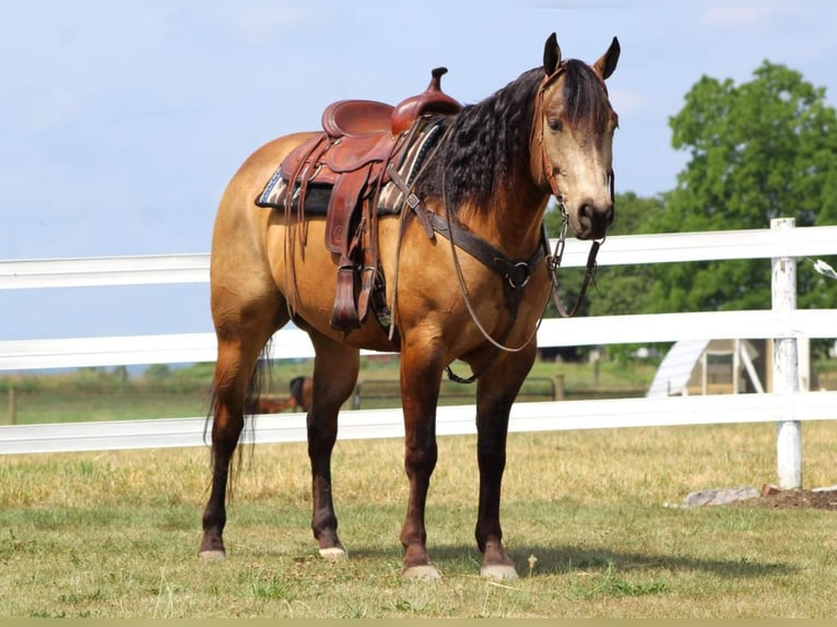 American Quarter Horse Castrone 12 Anni 157 cm Pelle di daino in Rebersburg, PA