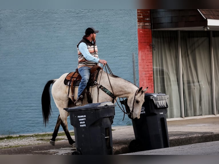 American Quarter Horse Castrone 12 Anni 157 cm Pelle di daino in SANTA FE, TN