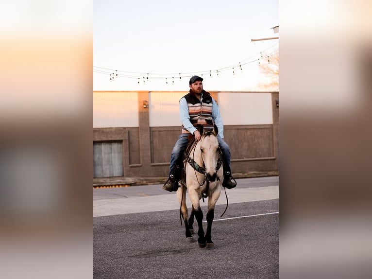 American Quarter Horse Castrone 12 Anni 157 cm Pelle di daino in SANTA FE, TN