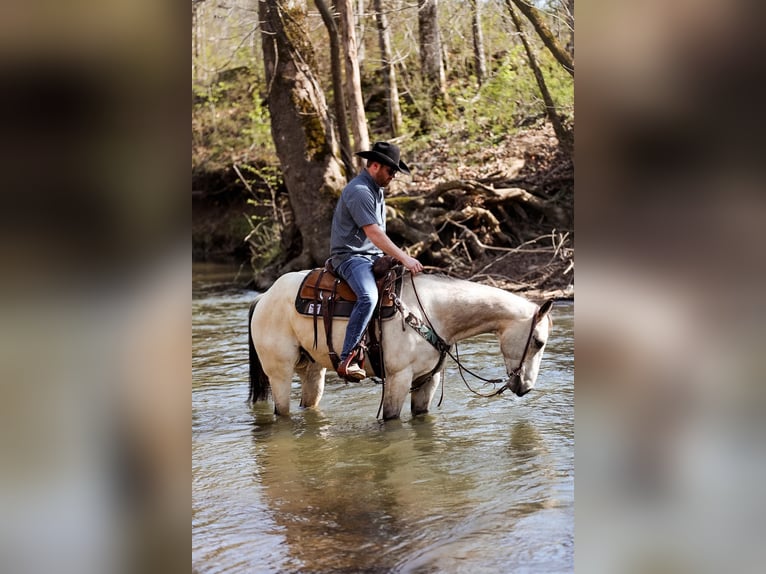 American Quarter Horse Castrone 12 Anni 157 cm Pelle di daino in SANTA FE, TN