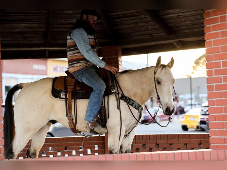 American Quarter Horse Castrone 12 Anni 157 cm Pelle di daino in SANTA FE, TN