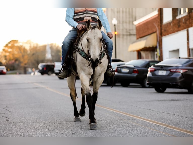 American Quarter Horse Castrone 12 Anni 157 cm Pelle di daino in SANTA FE, TN