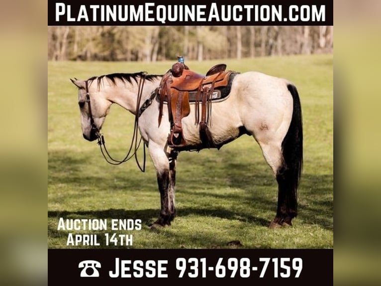 American Quarter Horse Castrone 12 Anni 157 cm Pelle di daino in SANTA FE, TN