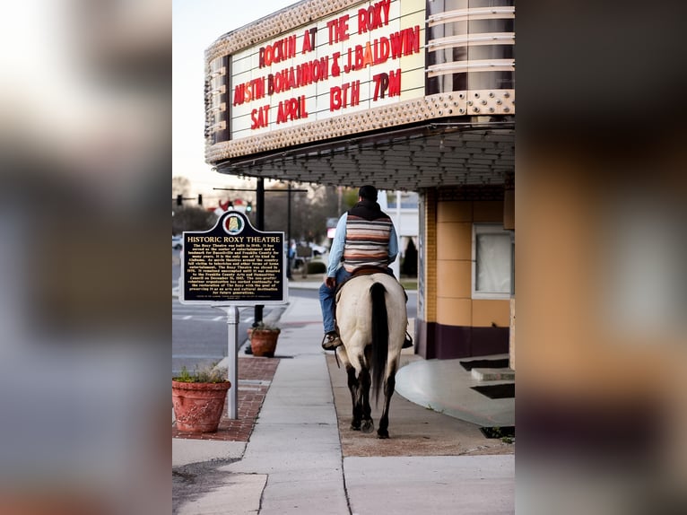 American Quarter Horse Castrone 12 Anni 157 cm Pelle di daino in SANTA FE, TN