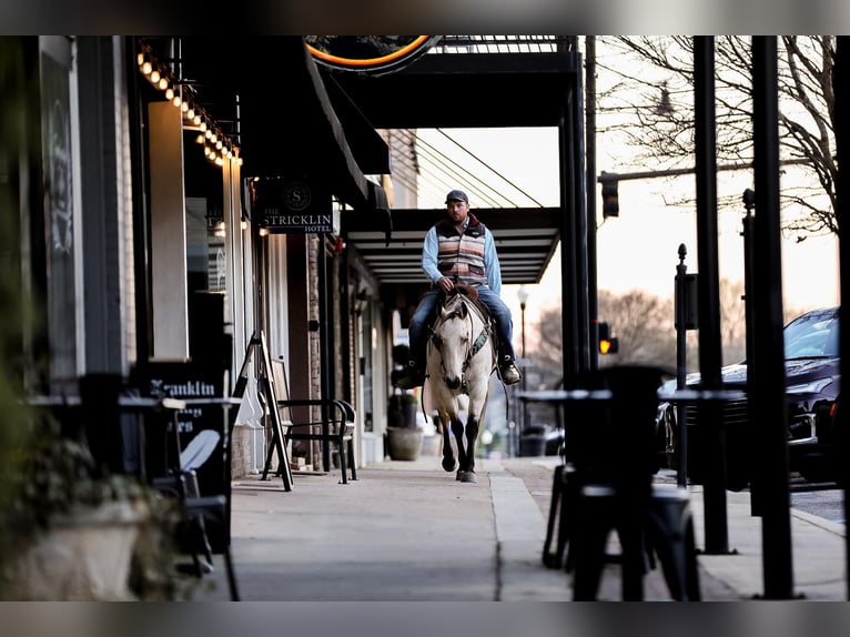 American Quarter Horse Castrone 12 Anni 157 cm Pelle di daino in SANTA FE, TN