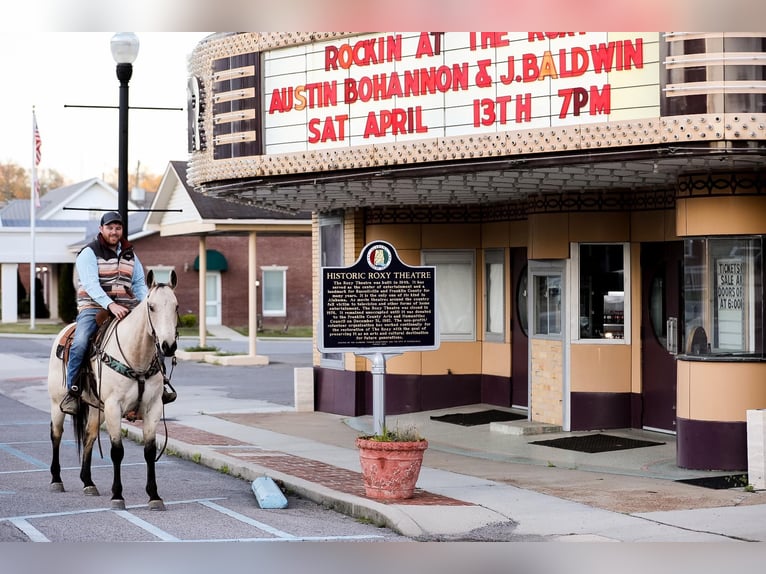 American Quarter Horse Castrone 12 Anni 157 cm Pelle di daino in SANTA FE, TN