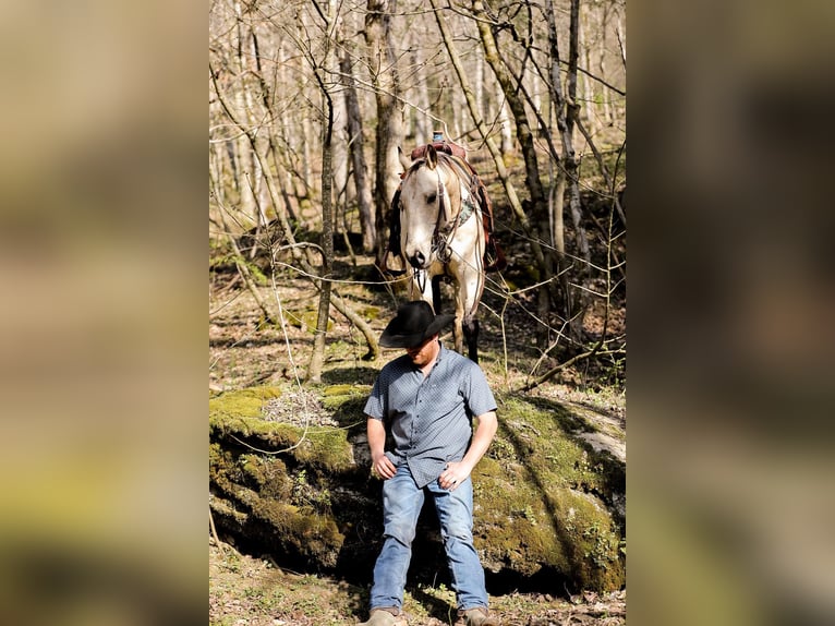 American Quarter Horse Castrone 12 Anni 157 cm Pelle di daino in SANTA FE, TN