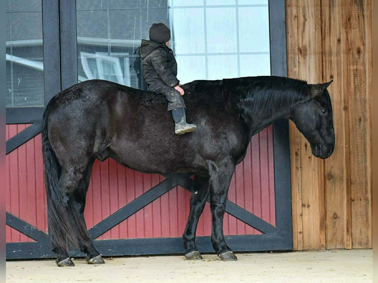 American Quarter Horse Castrone 12 Anni 157 cm Roano blu in Rebersburg