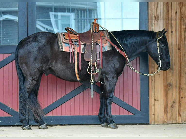 American Quarter Horse Castrone 12 Anni 157 cm Roano blu in Rebersburg