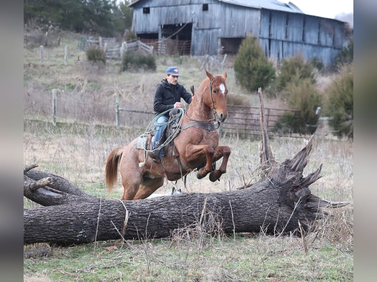 American Quarter Horse Castrone 12 Anni 157 cm Roano rosso in Berea