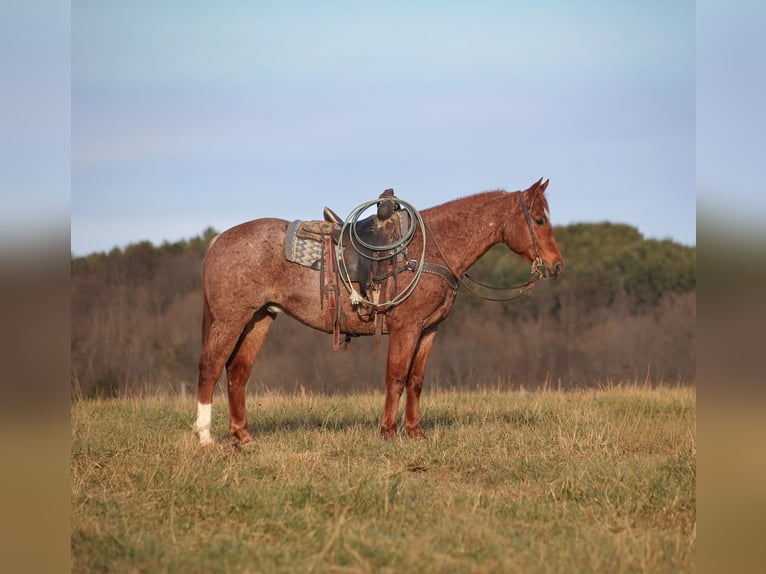 American Quarter Horse Castrone 12 Anni 157 cm Roano rosso in Berea