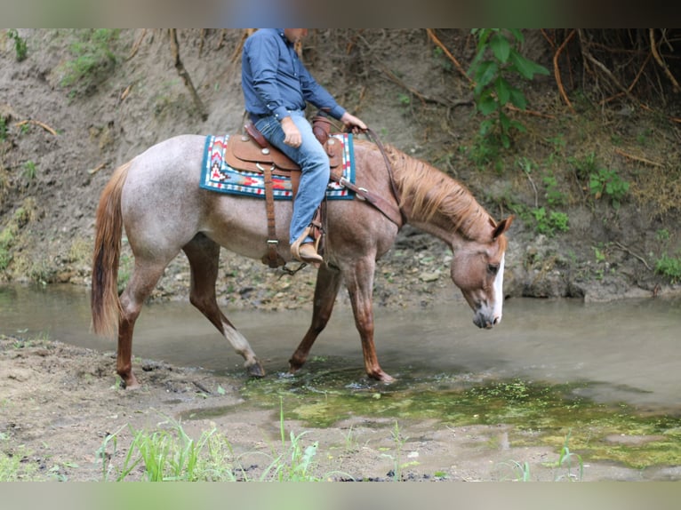 American Quarter Horse Castrone 12 Anni 157 cm Roano rosso in MADILL ok