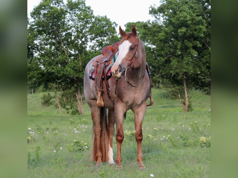 American Quarter Horse Castrone 12 Anni 157 cm Roano rosso in MADILL ok