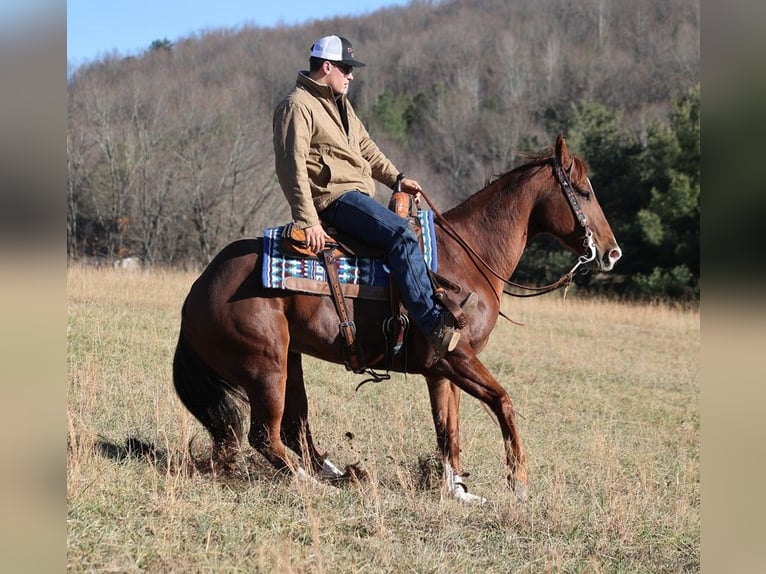 American Quarter Horse Castrone 12 Anni 157 cm Sauro ciliegia in Brodhead Ky